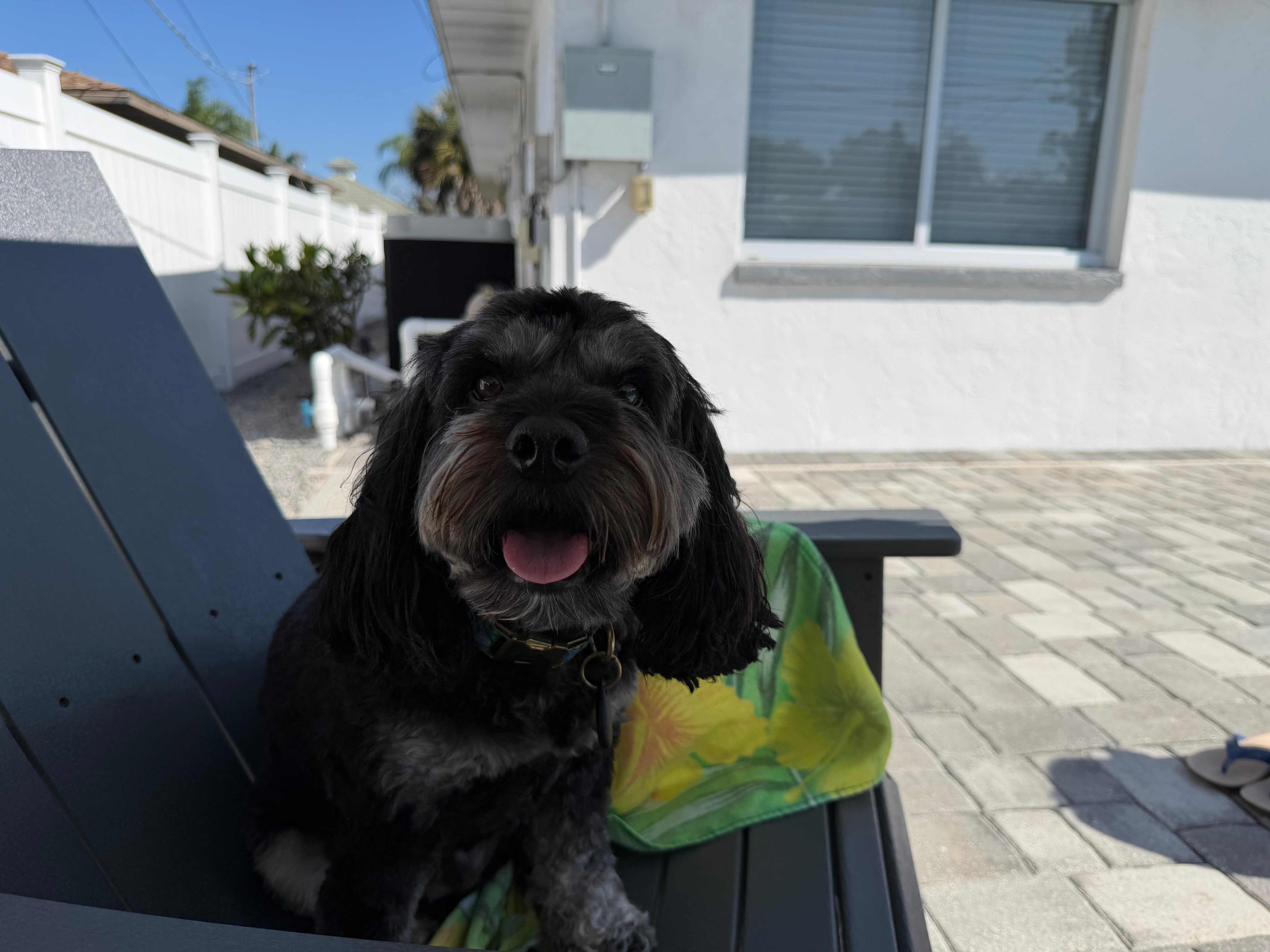 Pet friendly back yard!