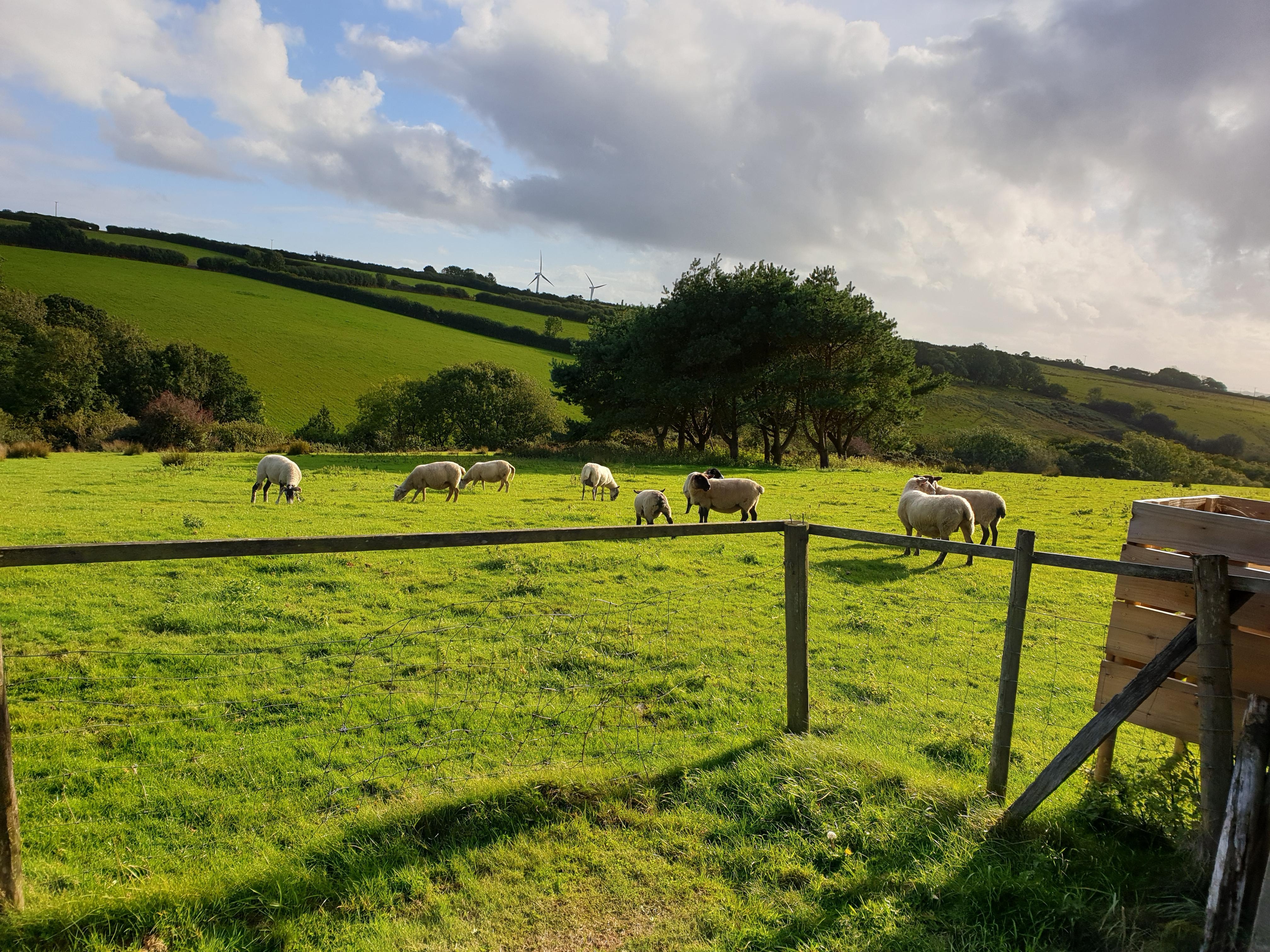 View from the garden with sheep in the field surrounding the cottage.