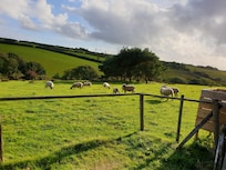 View from the garden with sheep in the field surrounding the cottage.