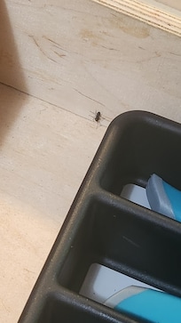 Ants in the silverware drawer