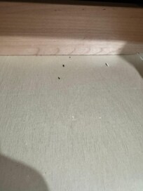 Mouse droppings Inside drawer/cabinet