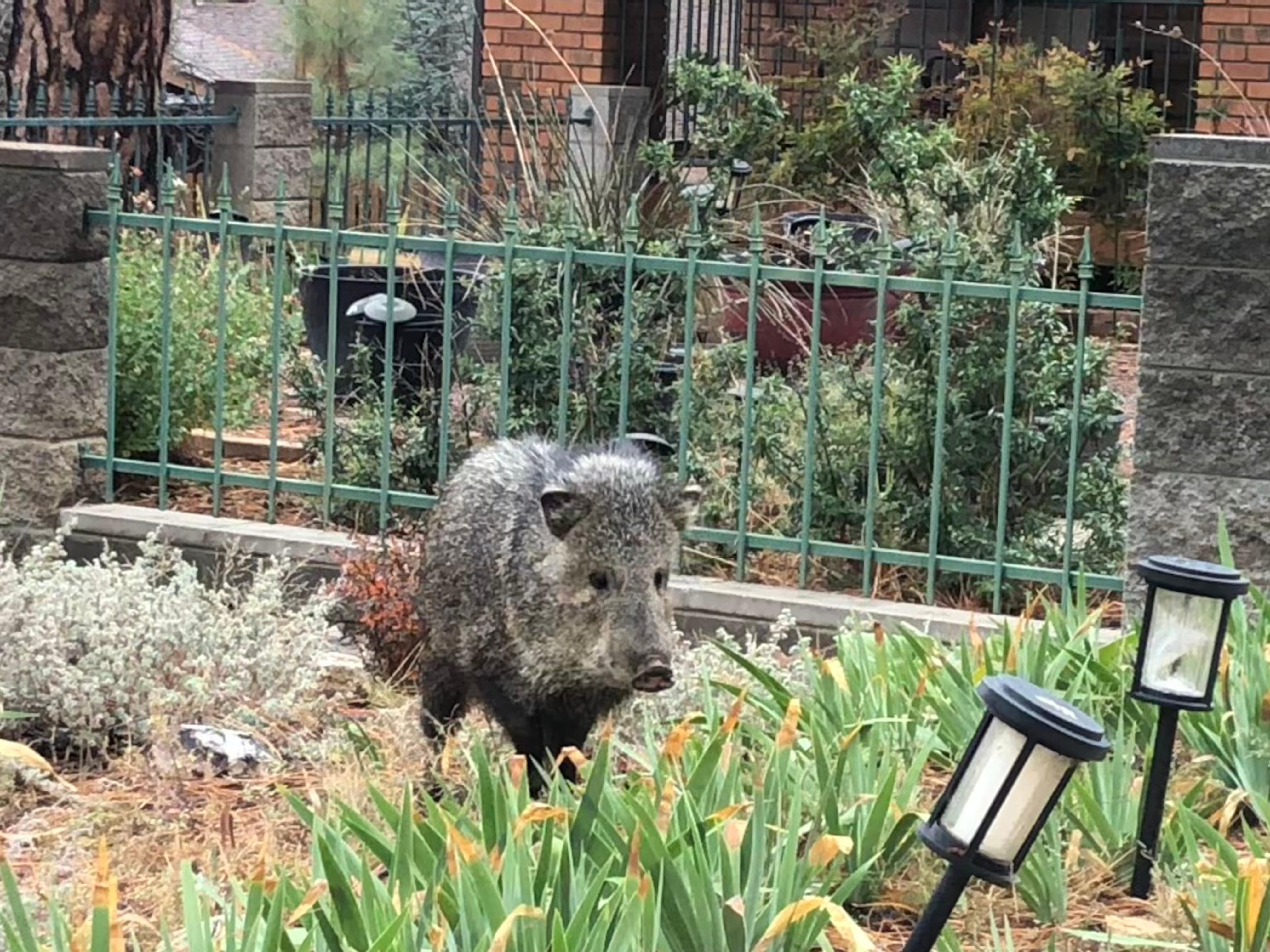 Neighbors had a cutie visitor ! 
