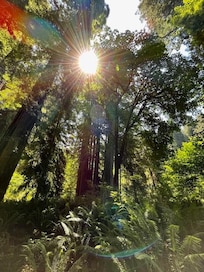 Redwood State & National Park