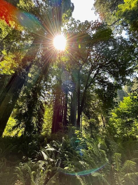 Redwood State & National Park
