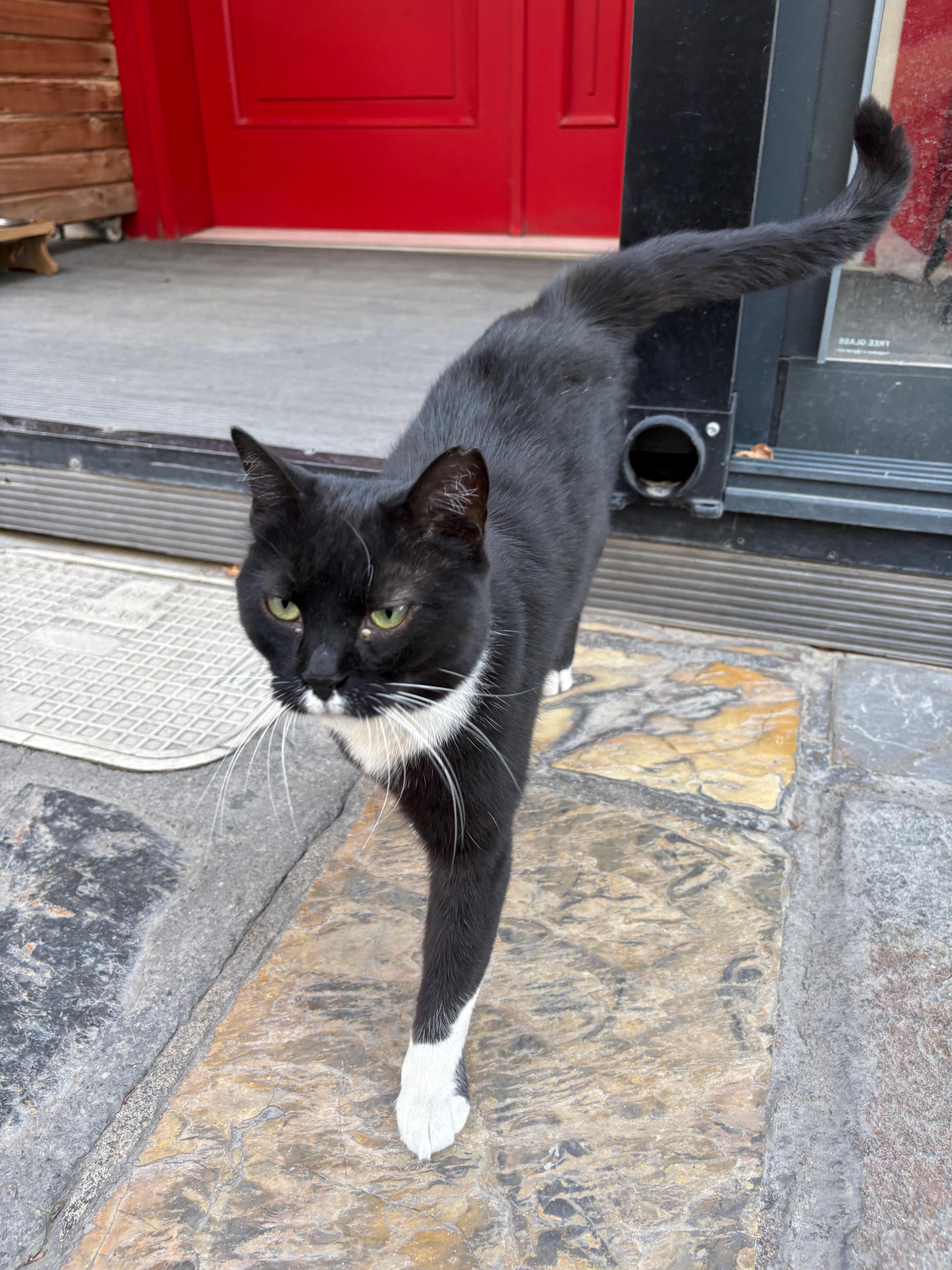 Hotel’s cat