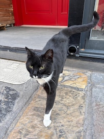 Hotel’s cat