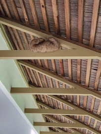 Sloth at La Papillon Restaurant in the front entryway!