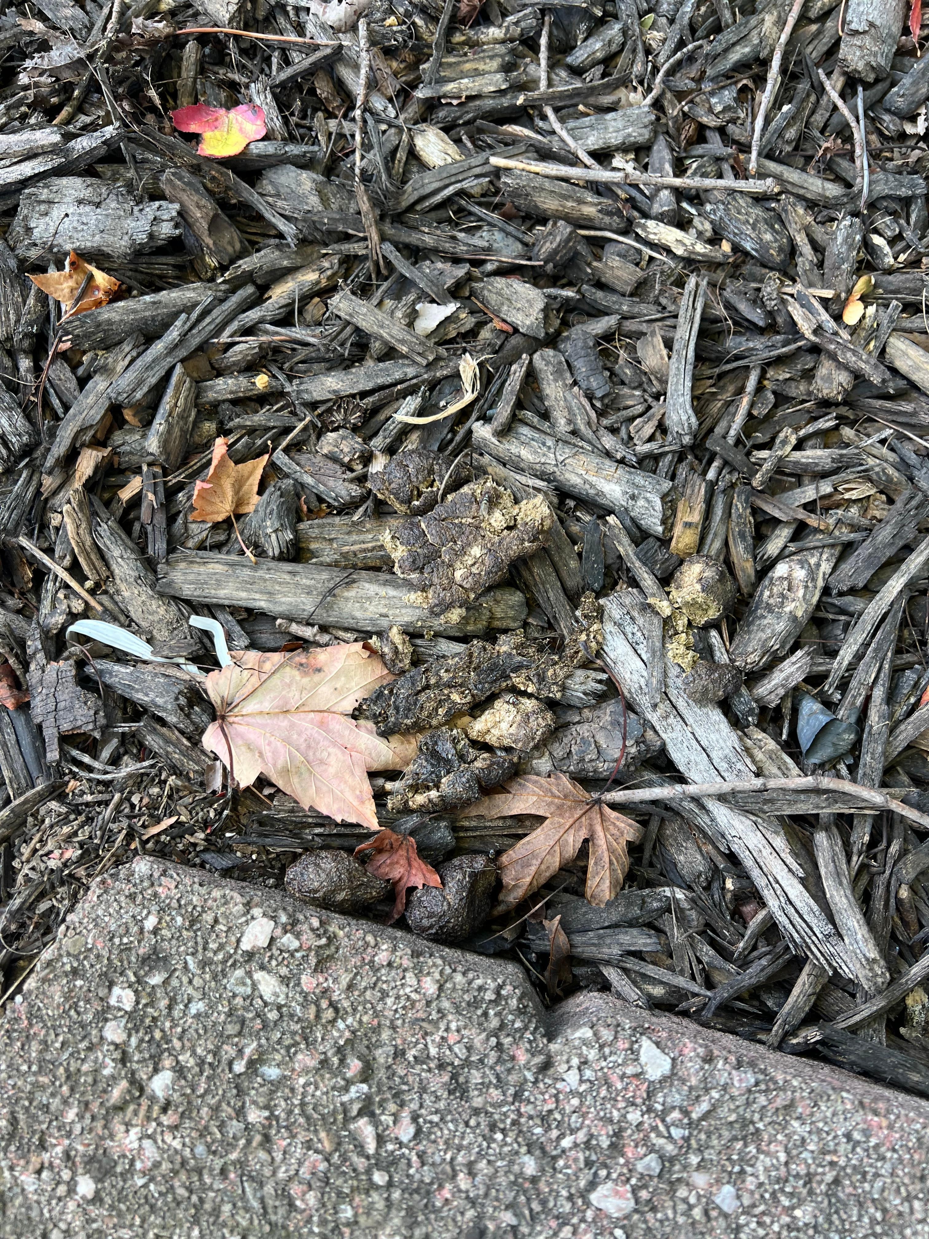 Dried dog poop 