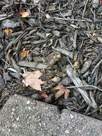 Dried dog poop