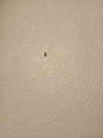Roach