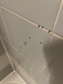Les fourmis ! Colocataires encombrantes