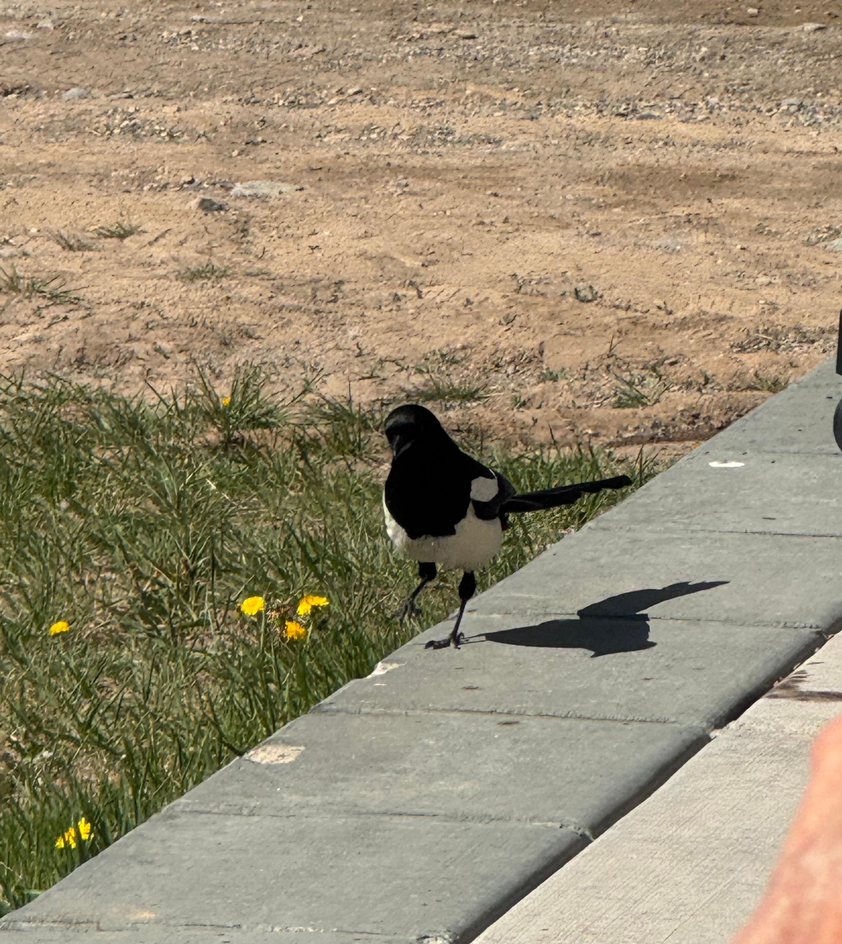 Cool bird walking on the patio.