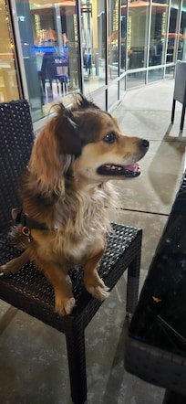 My Service dog Little Bit loves staying here and it is very dog friendly.