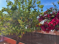 Lemon tree/flowers in garden