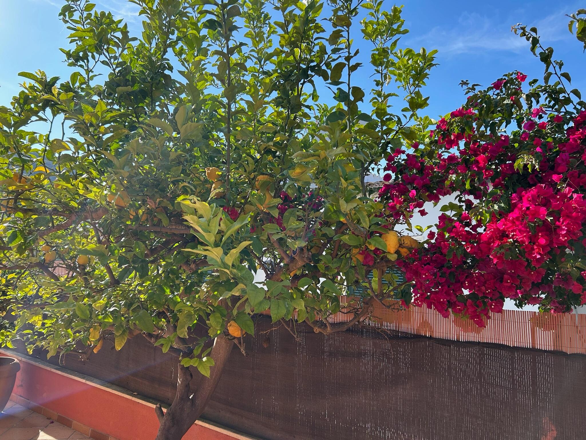 Lemon tree/flowers in garden