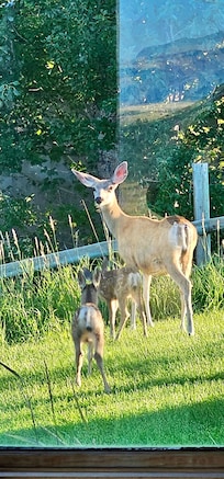 Our friendly visitors - got to watch them play in the yard almost every morning!