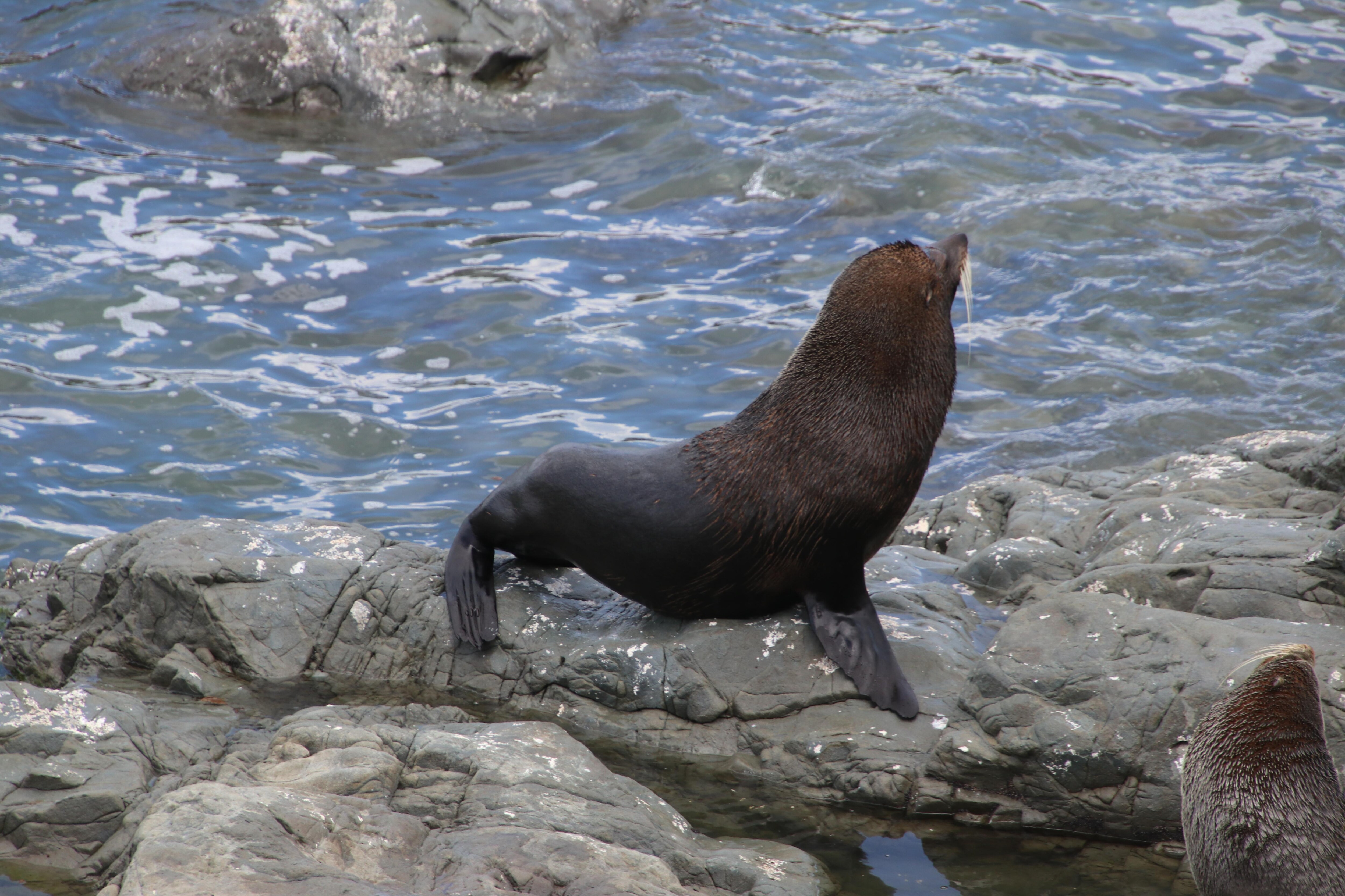 visited the Seal Colony