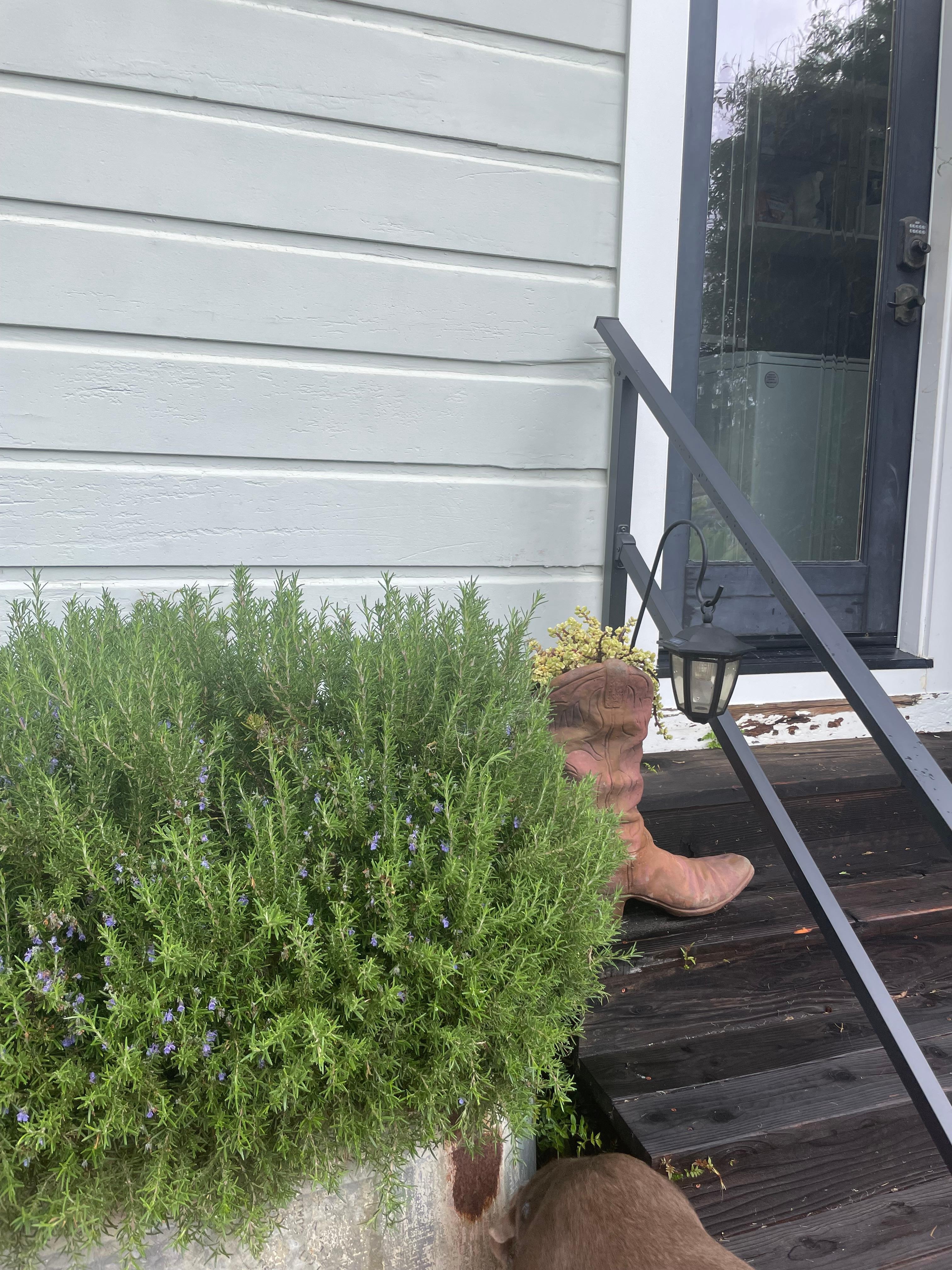 Side entrance w Rosemary 