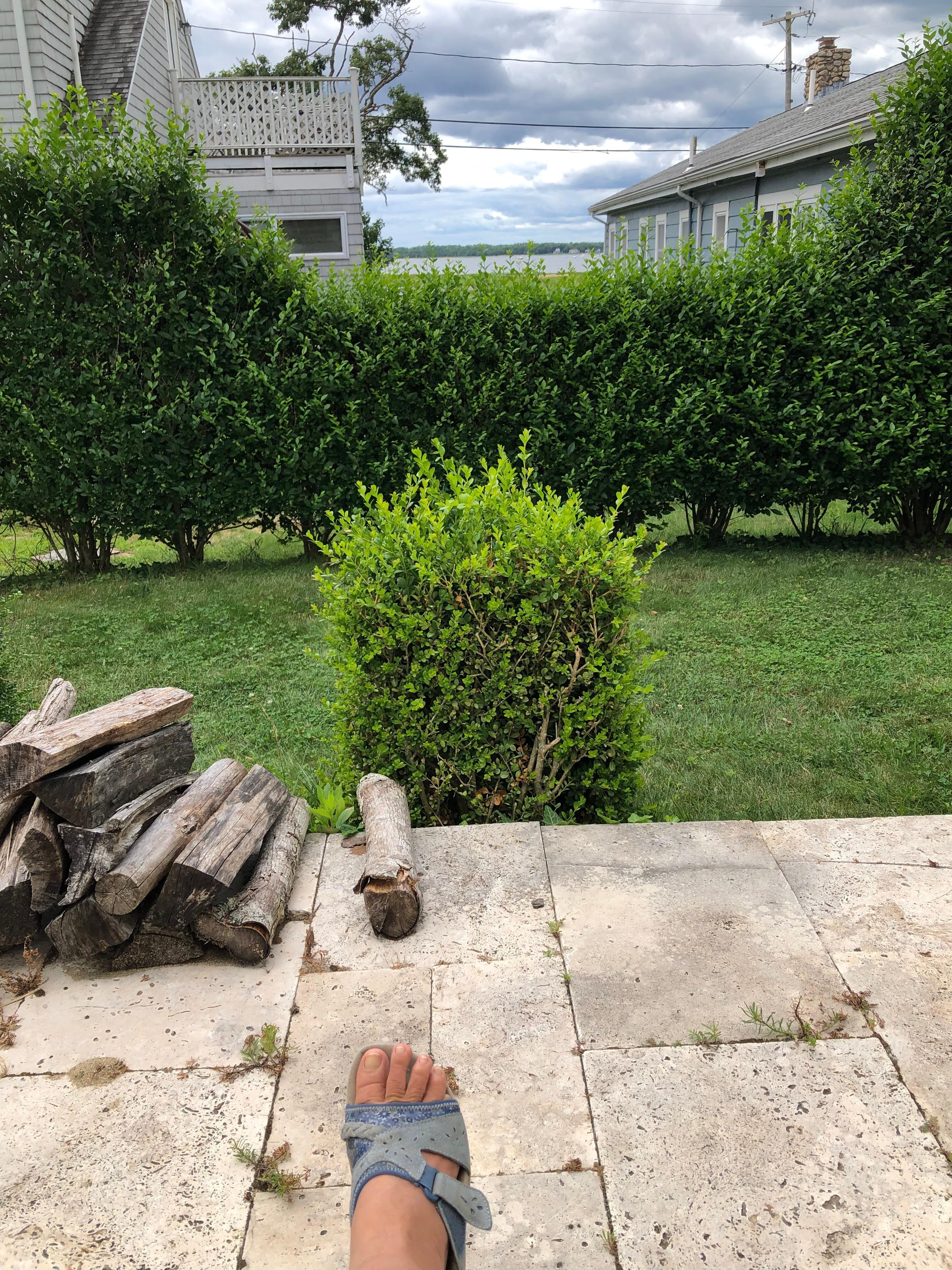 View from back patio beautiful morning spot! 