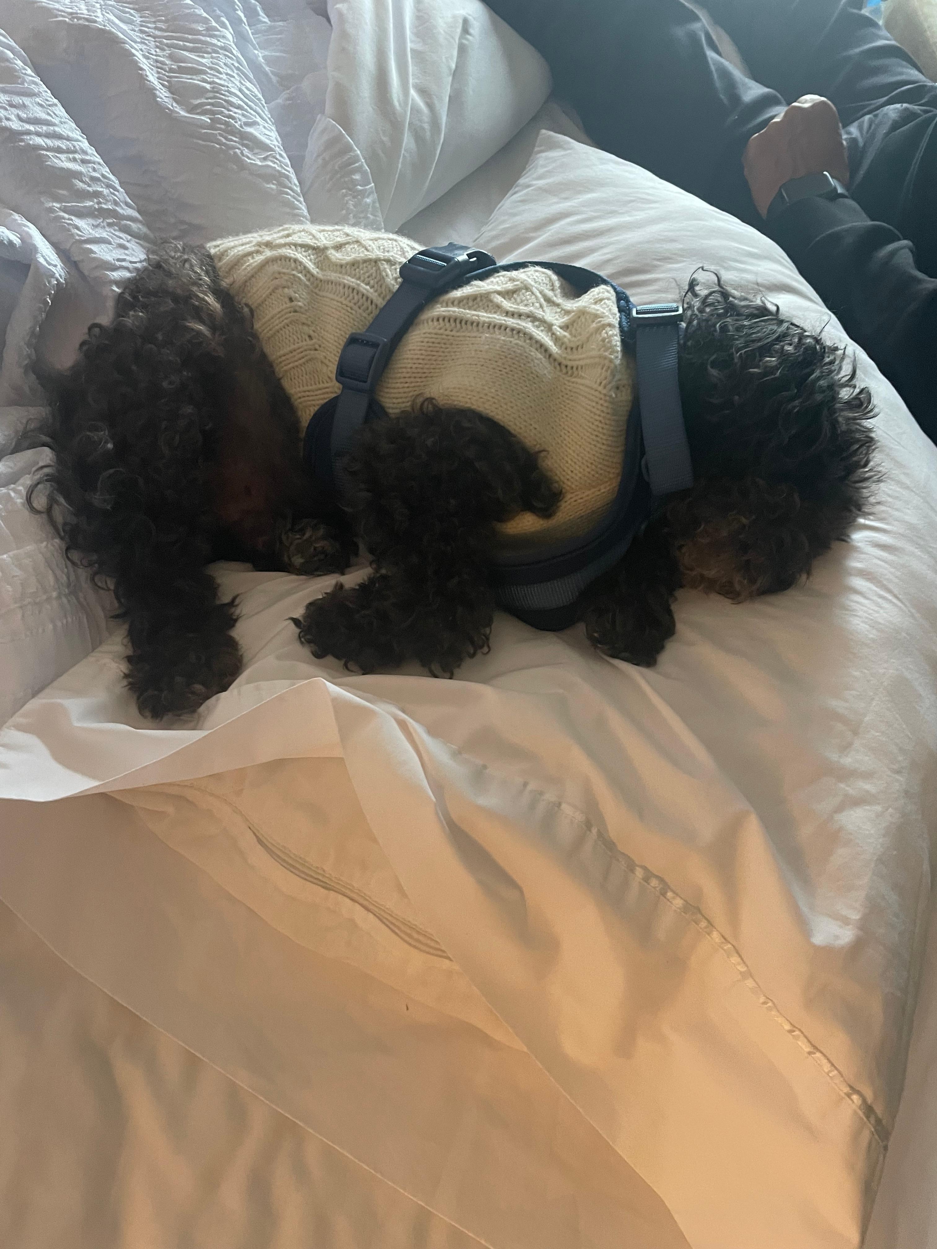 Osito enjoy a comfy bed n loved the pillow 