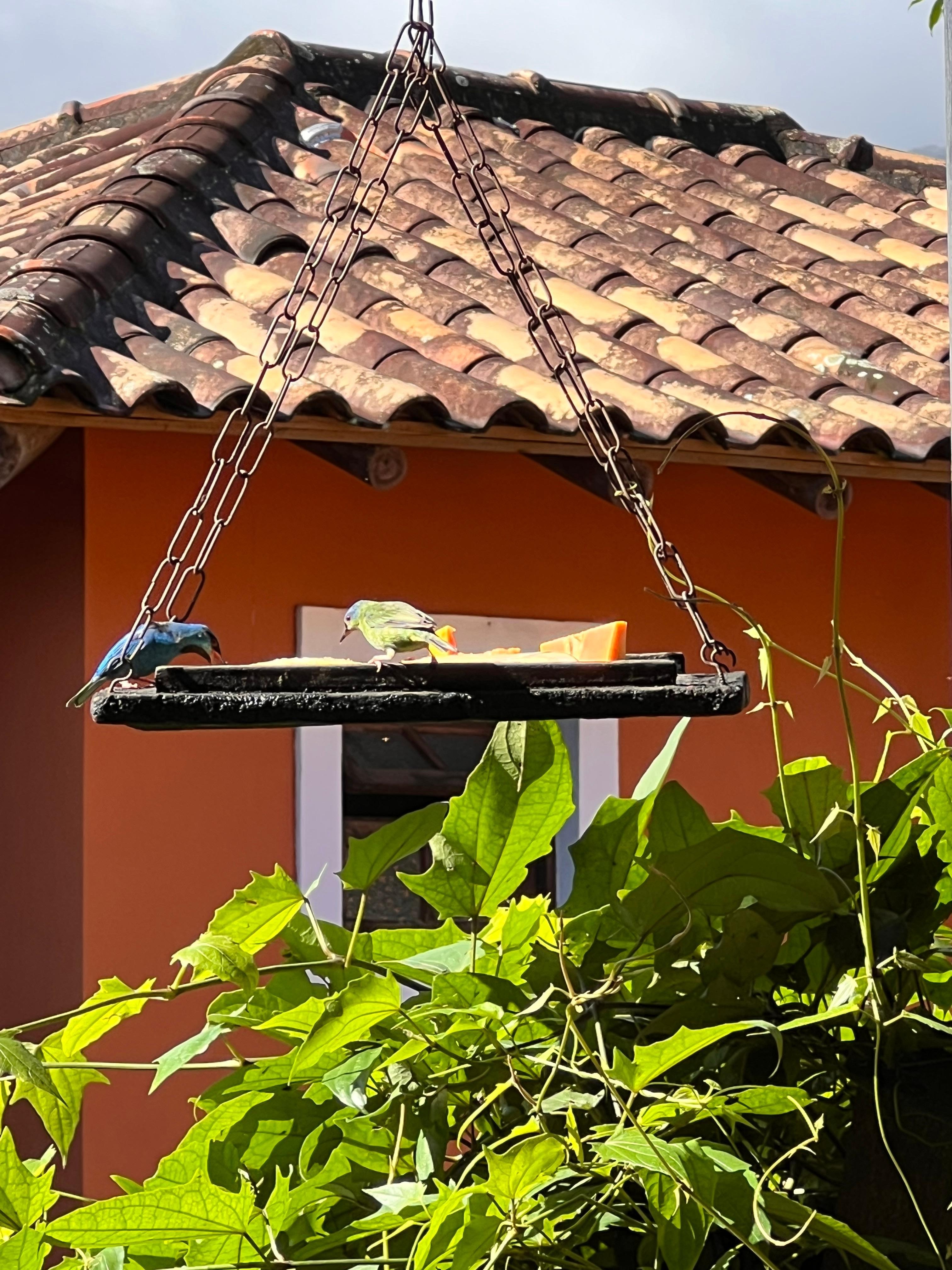 Passarinhos no salão de café da manhã 