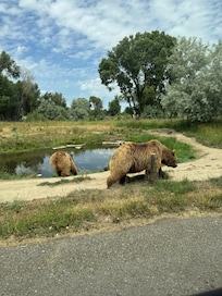 Yellowstone Bear World