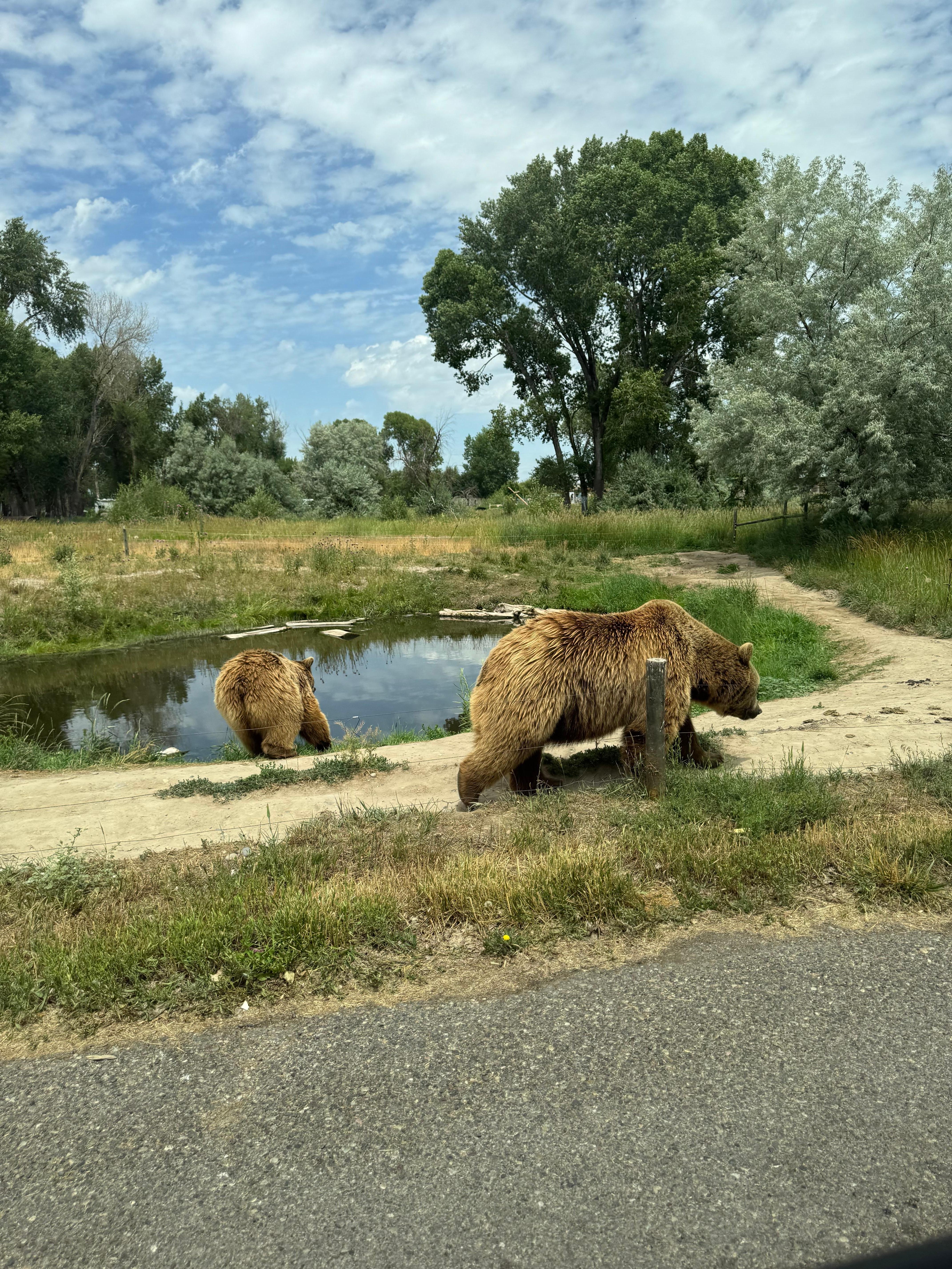 Yellowstone Bear World