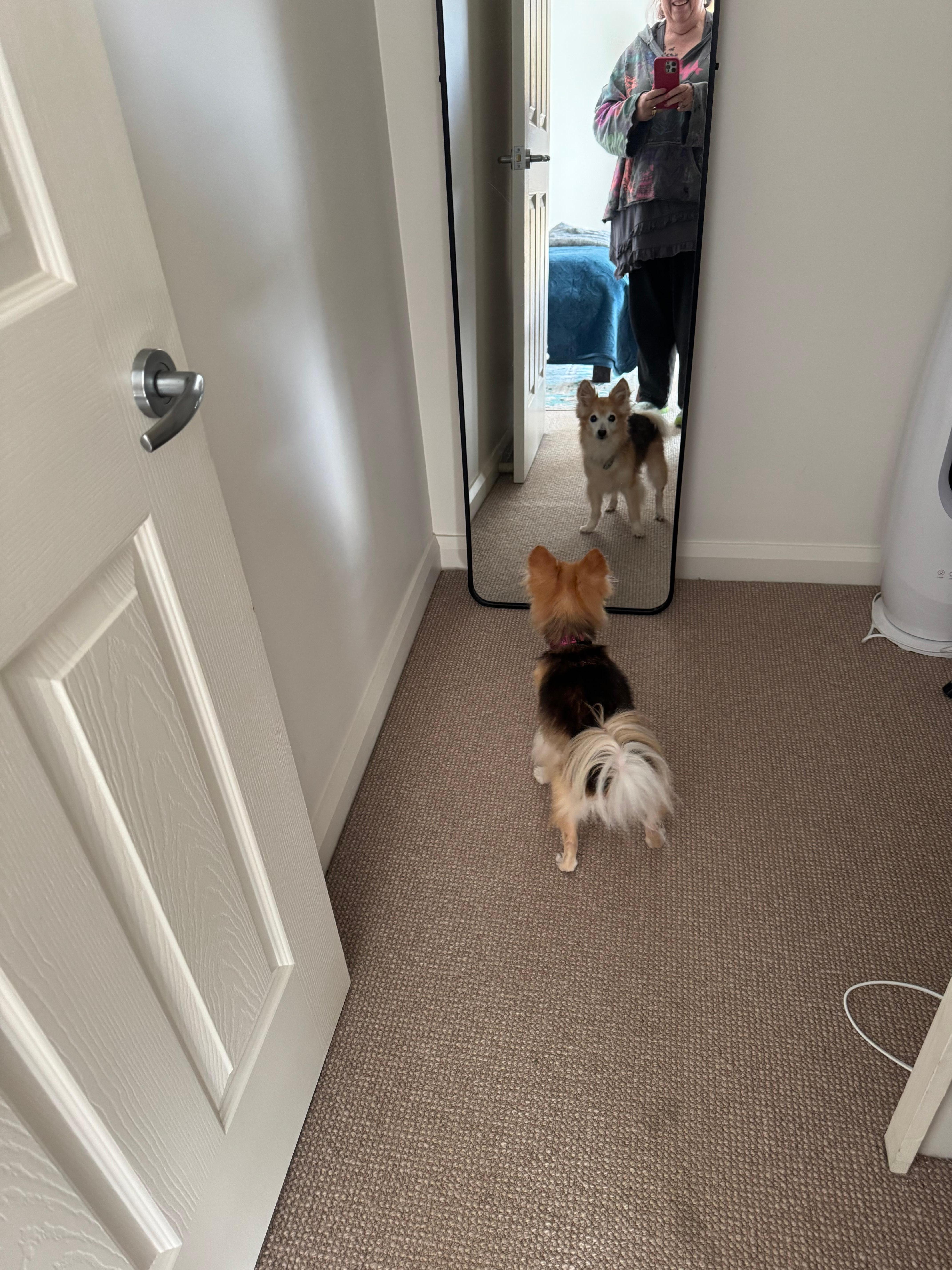 One of our dogs couldn’t stop looking at herself in the WIR mirror 😂