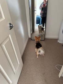 One of our dogs couldn’t stop looking at herself in the WIR mirror 😂