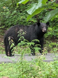 Bear on road side of cabin