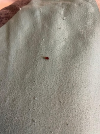 Bedbug on pillow