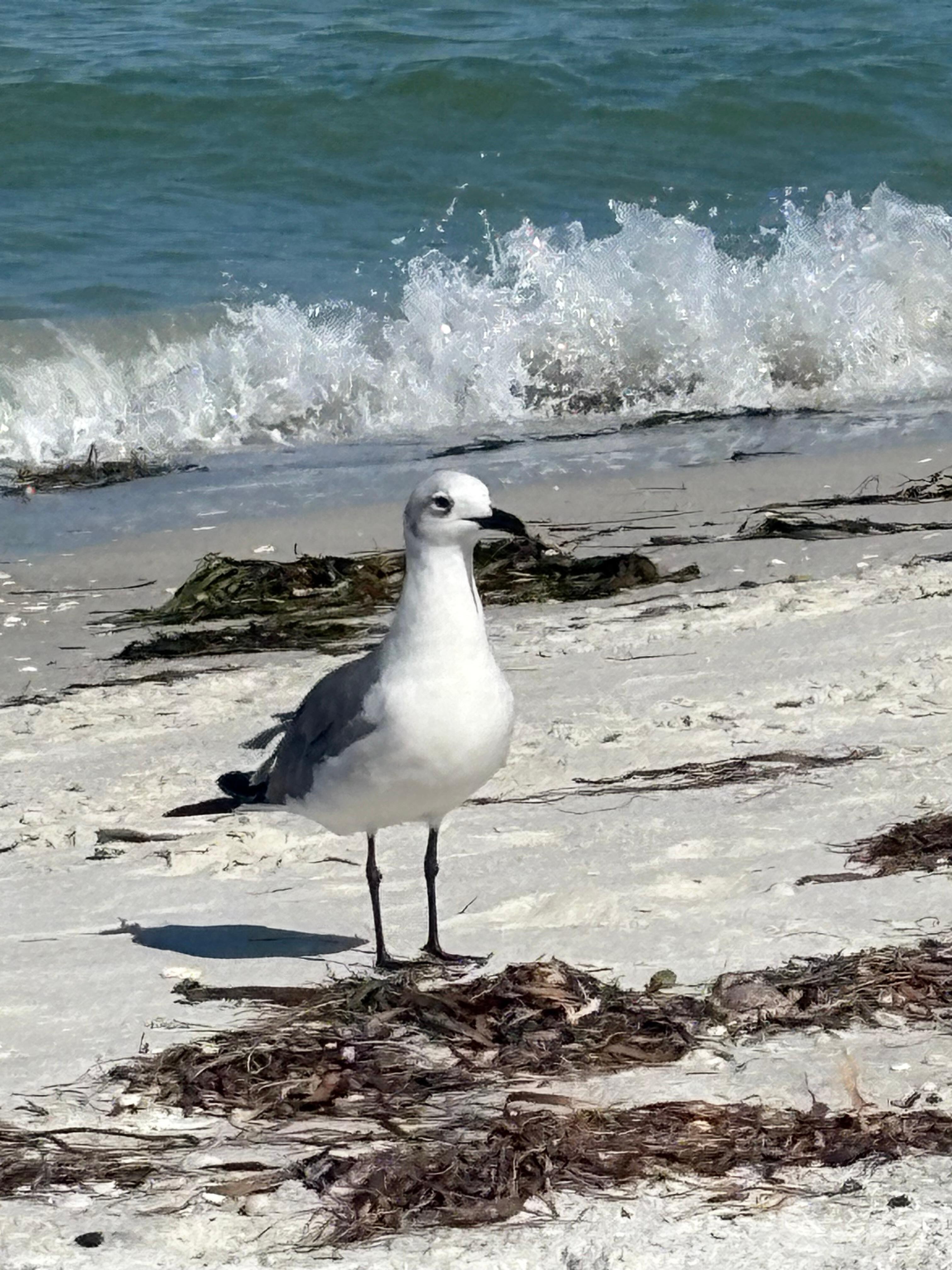 One of the many “beach goers”.