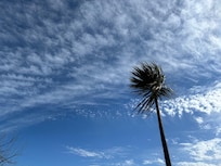 Palm tree outside the house