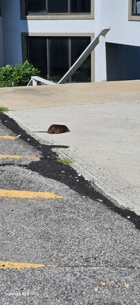 Rat