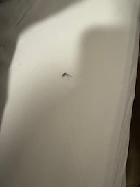 One of the mosquitoes we killed.
