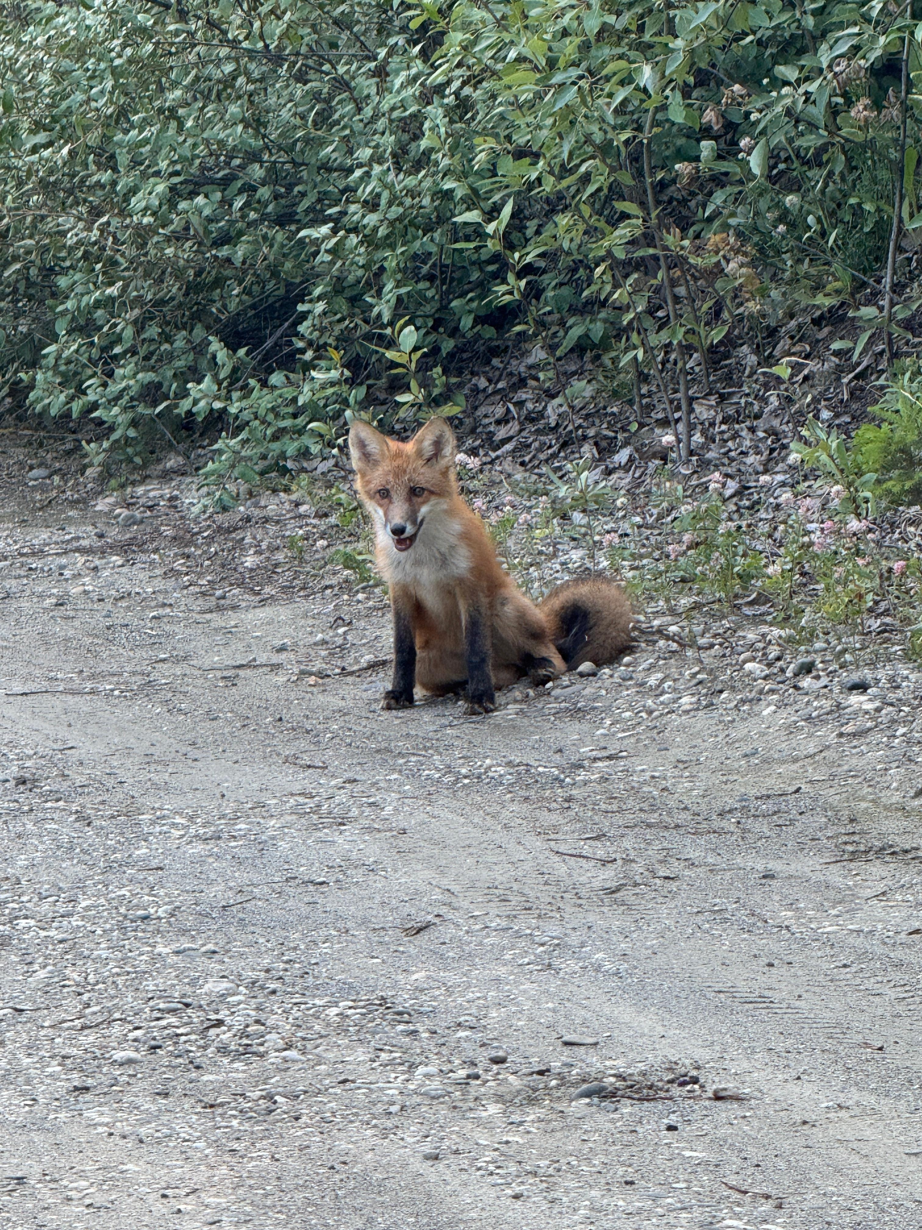 Fox that greeted us  upon arrival and would check up on us each evening 