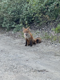Fox that greeted us upon arrival and would check up on us each evening