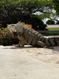 Poolside sunning!