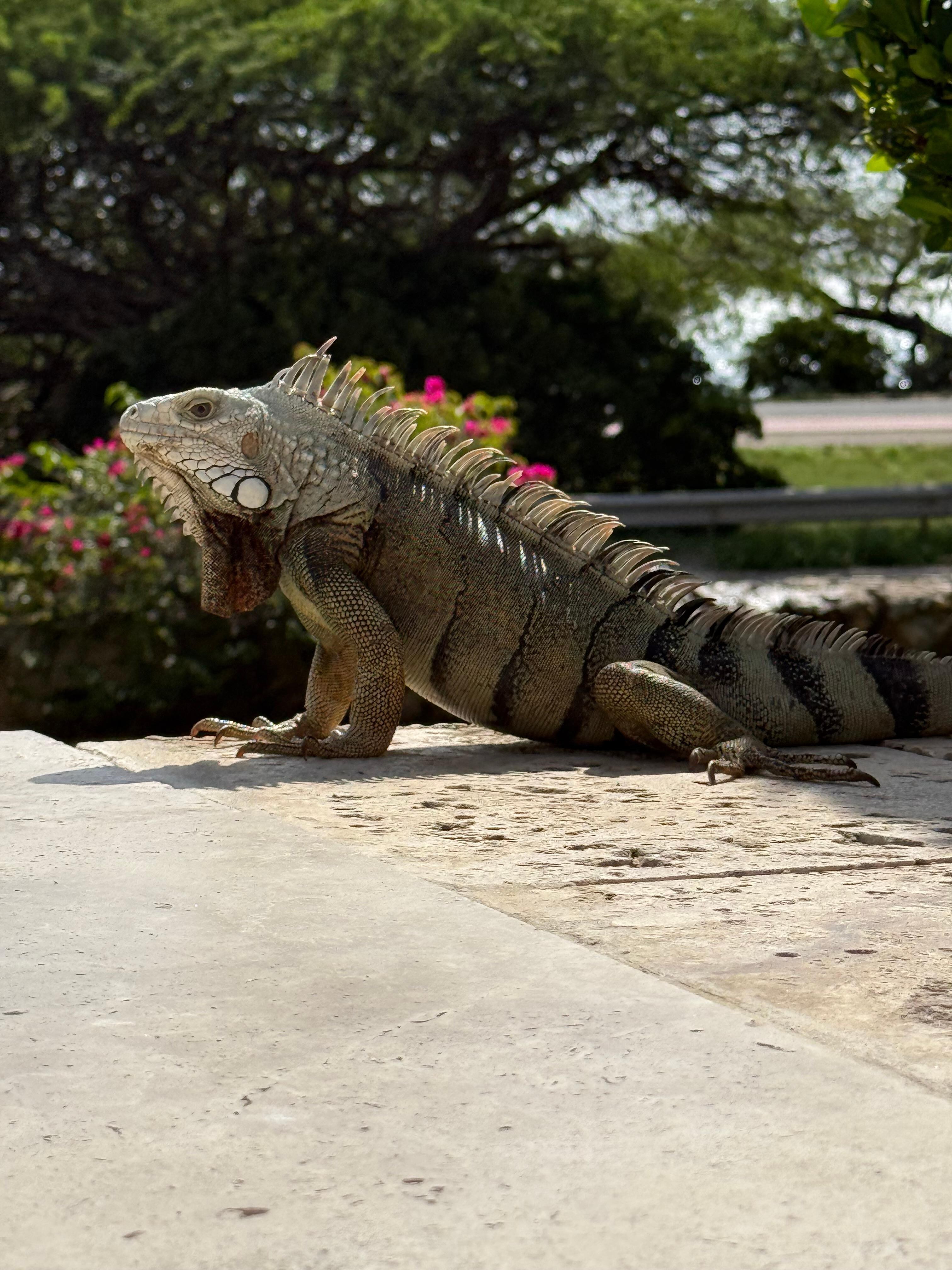 Poolside sunning!