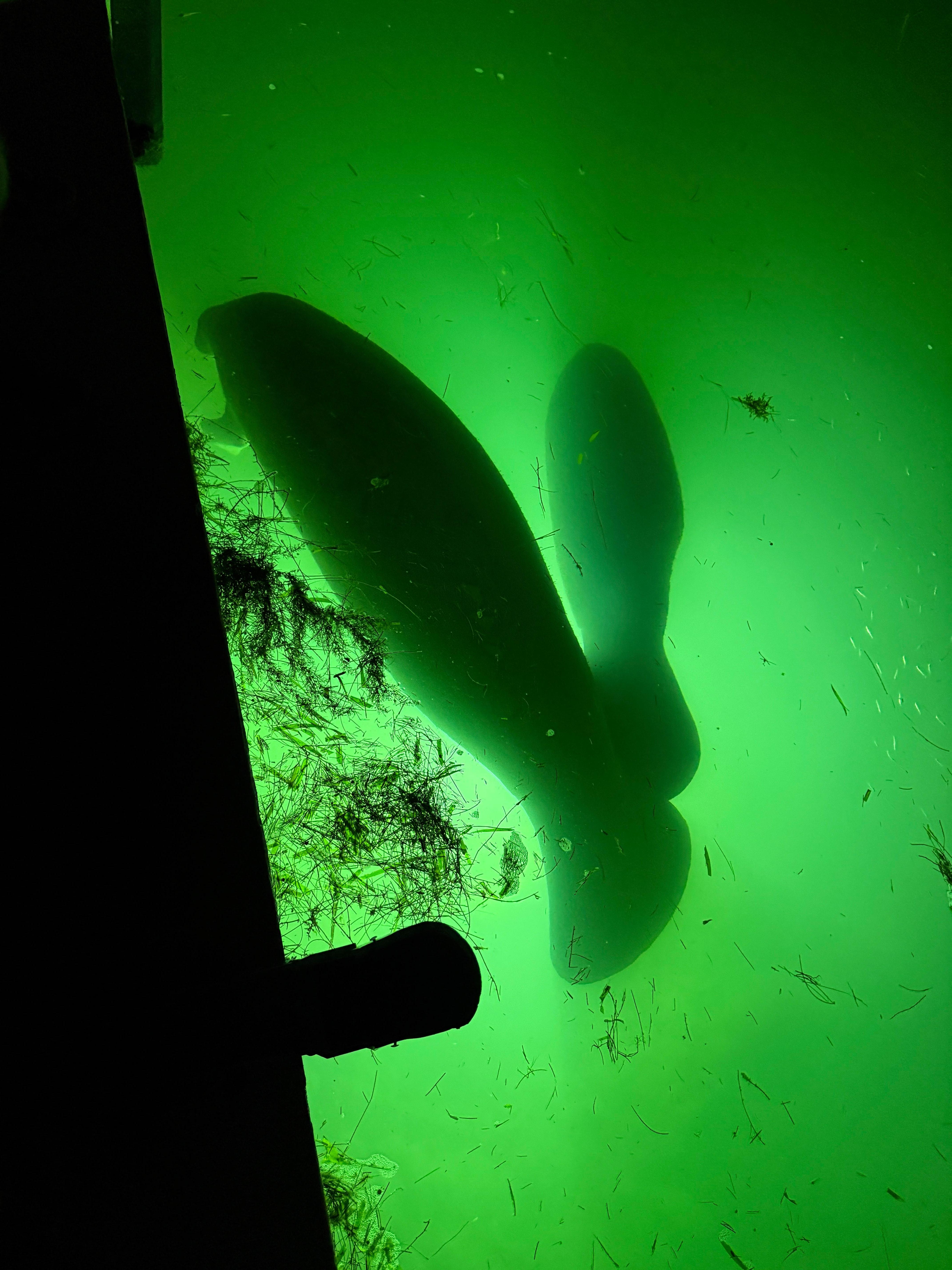 Mother and baby manatee.  Taken at the water on this property.
