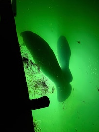 Mother and baby manatee. Taken at the water on this property.
