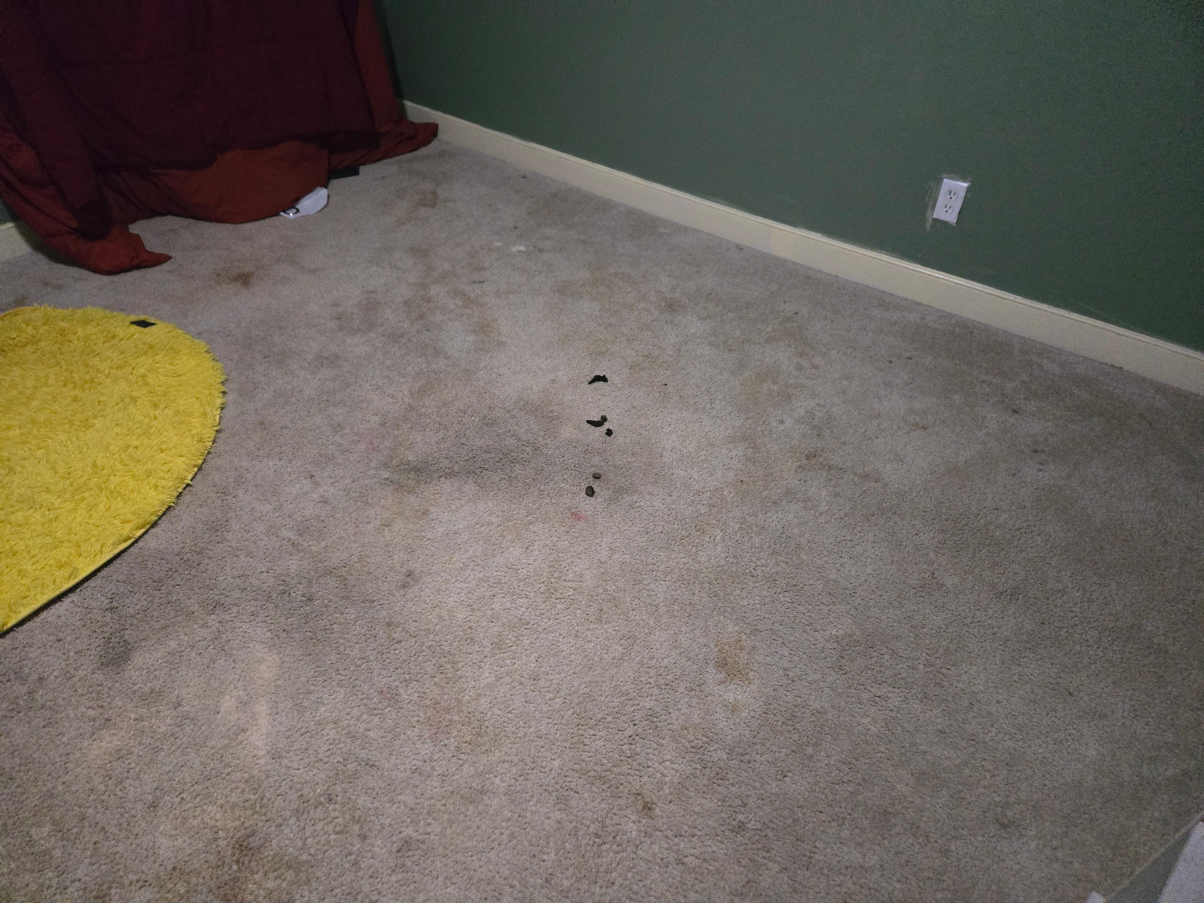 Dog feces on floor