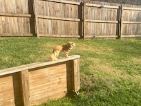 Great fenced in backyard.