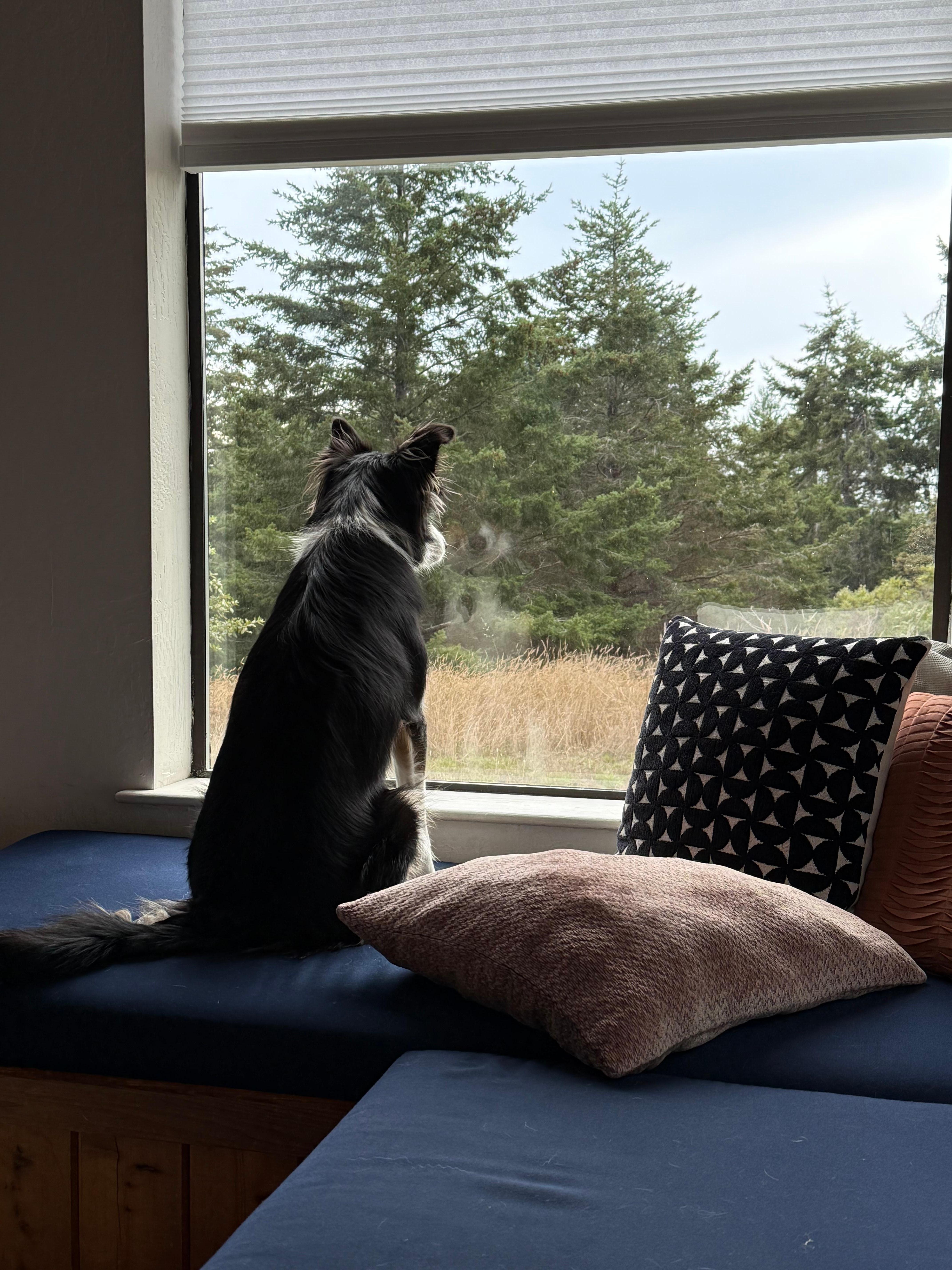 Buffy the rescue dog peering out the window.