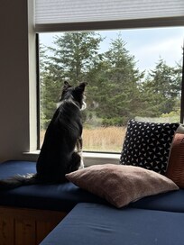 Buffy the rescue dog peering out the window.