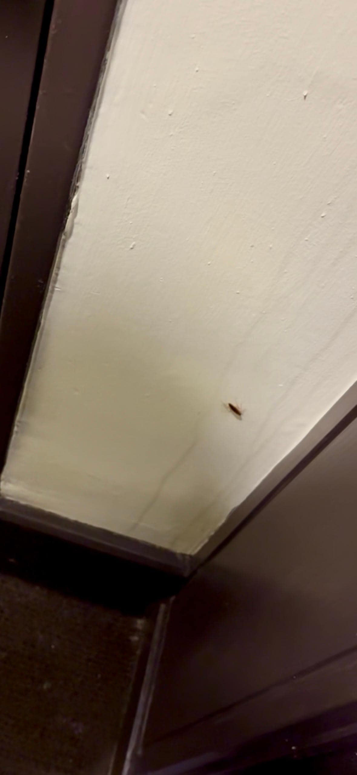 Beware if roaches - dirty corners in the room 