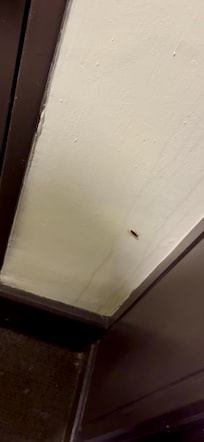 Beware if roaches - dirty corners in the room