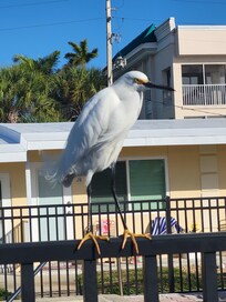 Snowy Egret that visited every morning