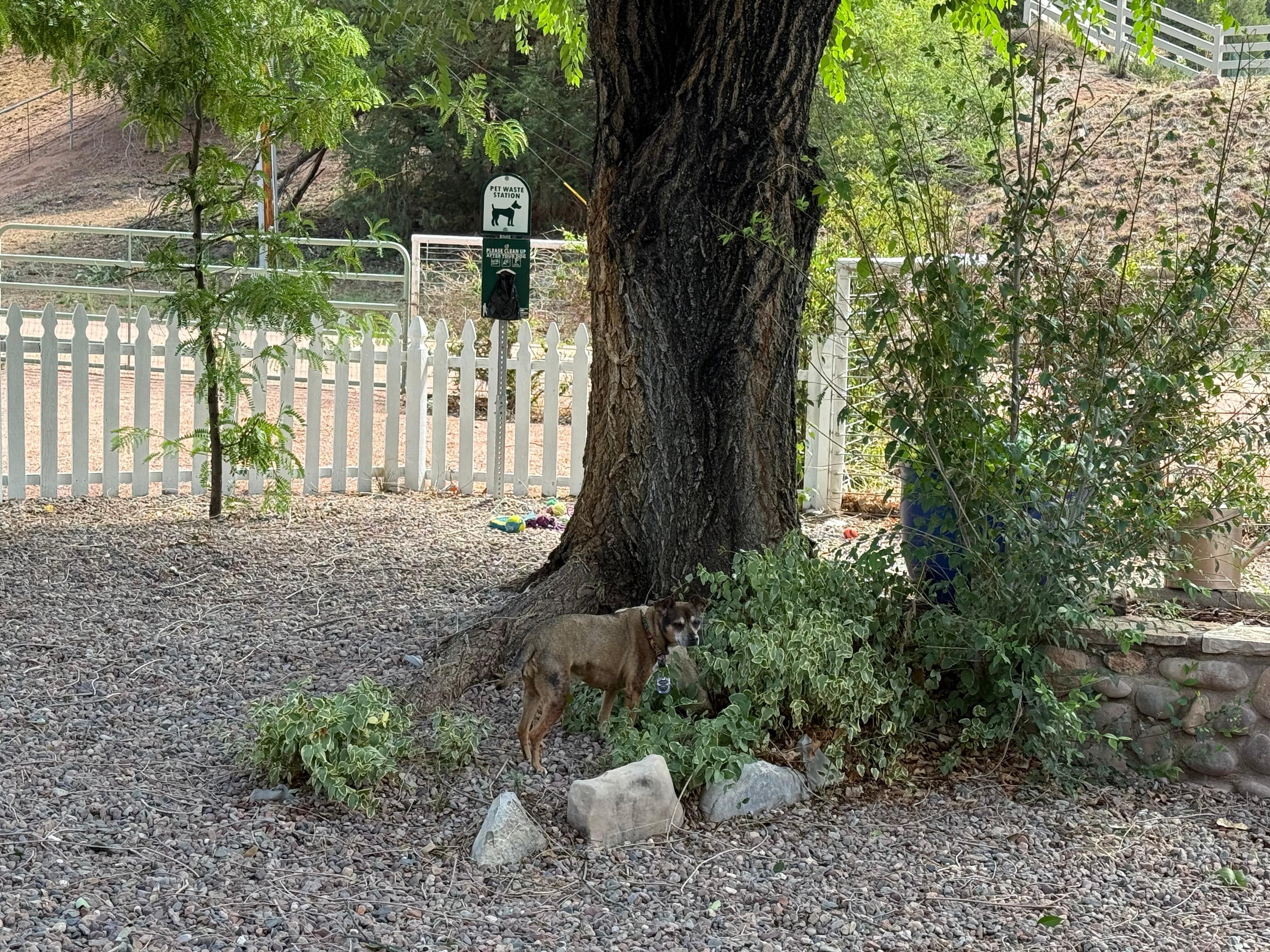 Large, fenced, dog-friendly front-yard with pet waste clean up station, shady trees and toys!