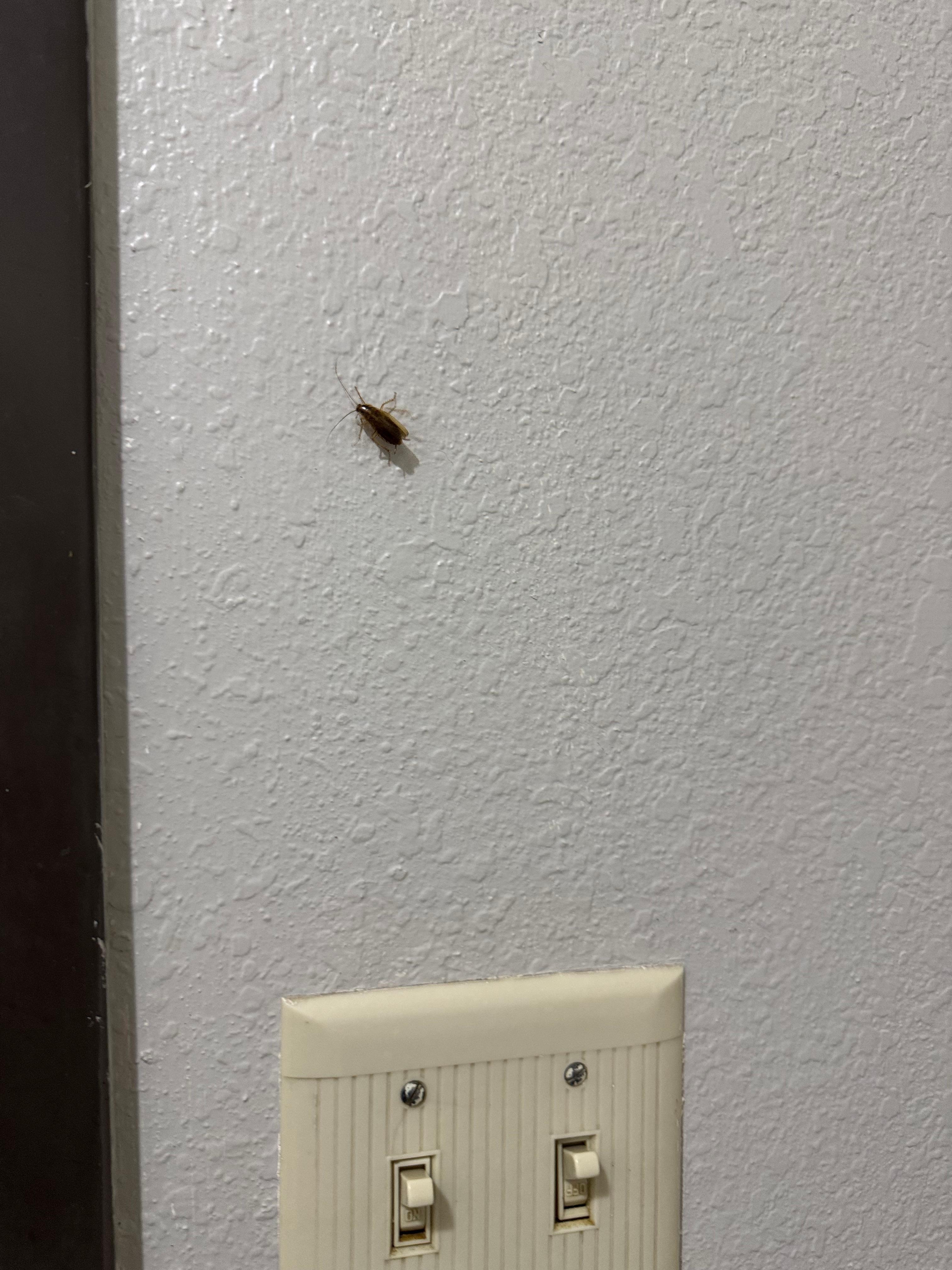  Cockroach in bathroom 